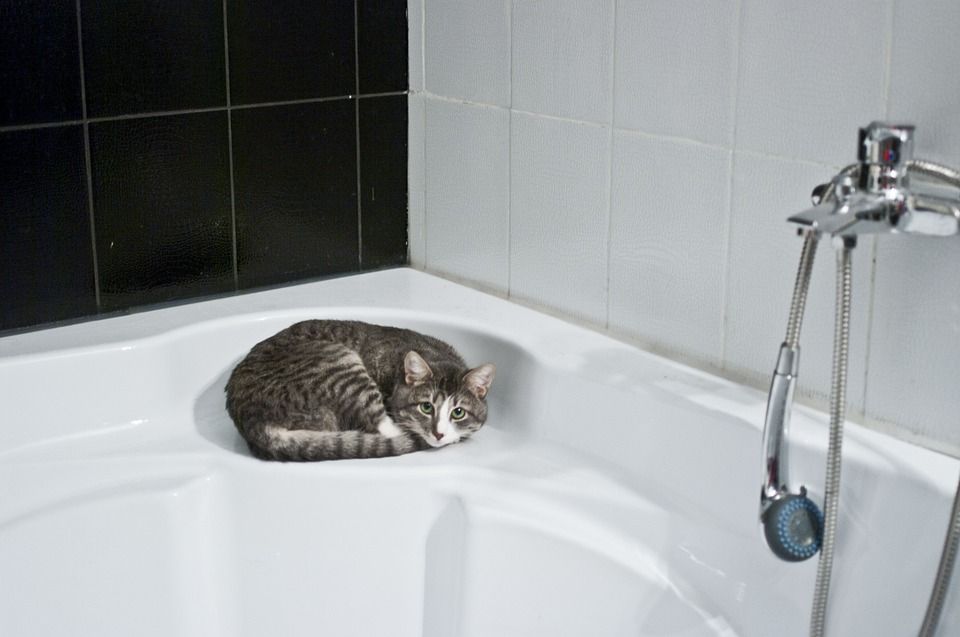 Cómo bañar correctamente a un gato