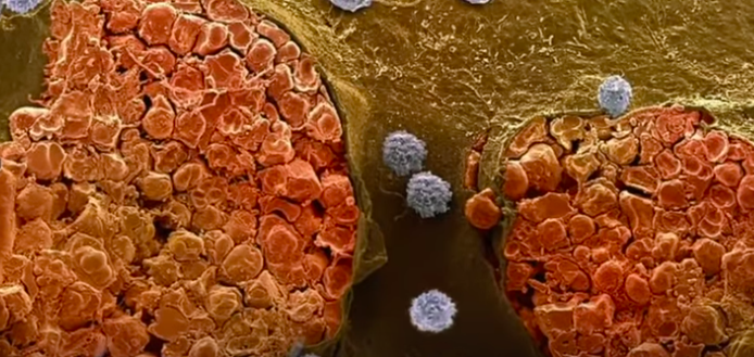 ¿Cómo coordinan células?: sistema inmunitario